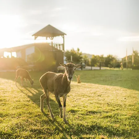 Hof Koehne - Altes - Jagdwohnung 公寓 施马伦贝格